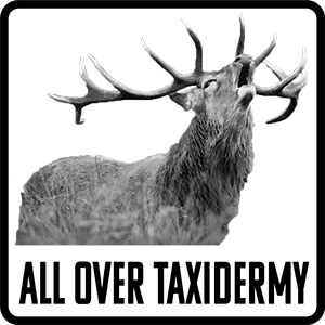 All Over Taxidermy NZ