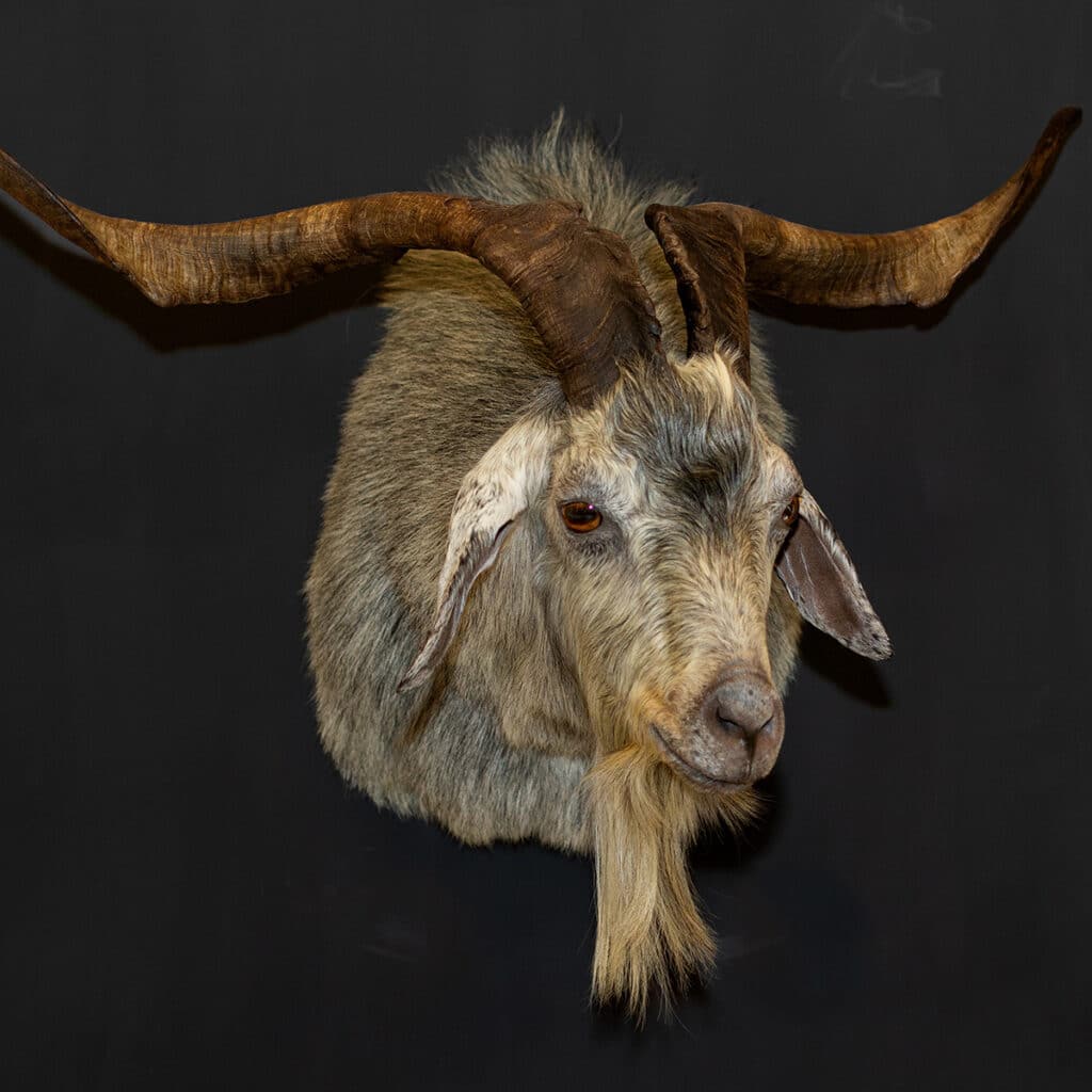 Goat shoulder mount taxidermy
