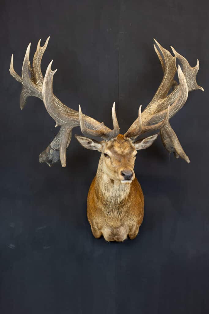 red stag taxidermy shoulder mount drop tines