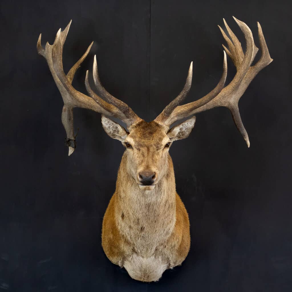 Red Stag Taxidermy Mount Straight