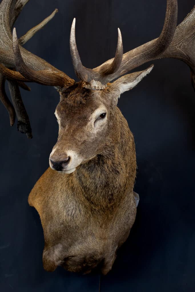 Red Stag Taxidermy Wall Pedestal mount with ears back